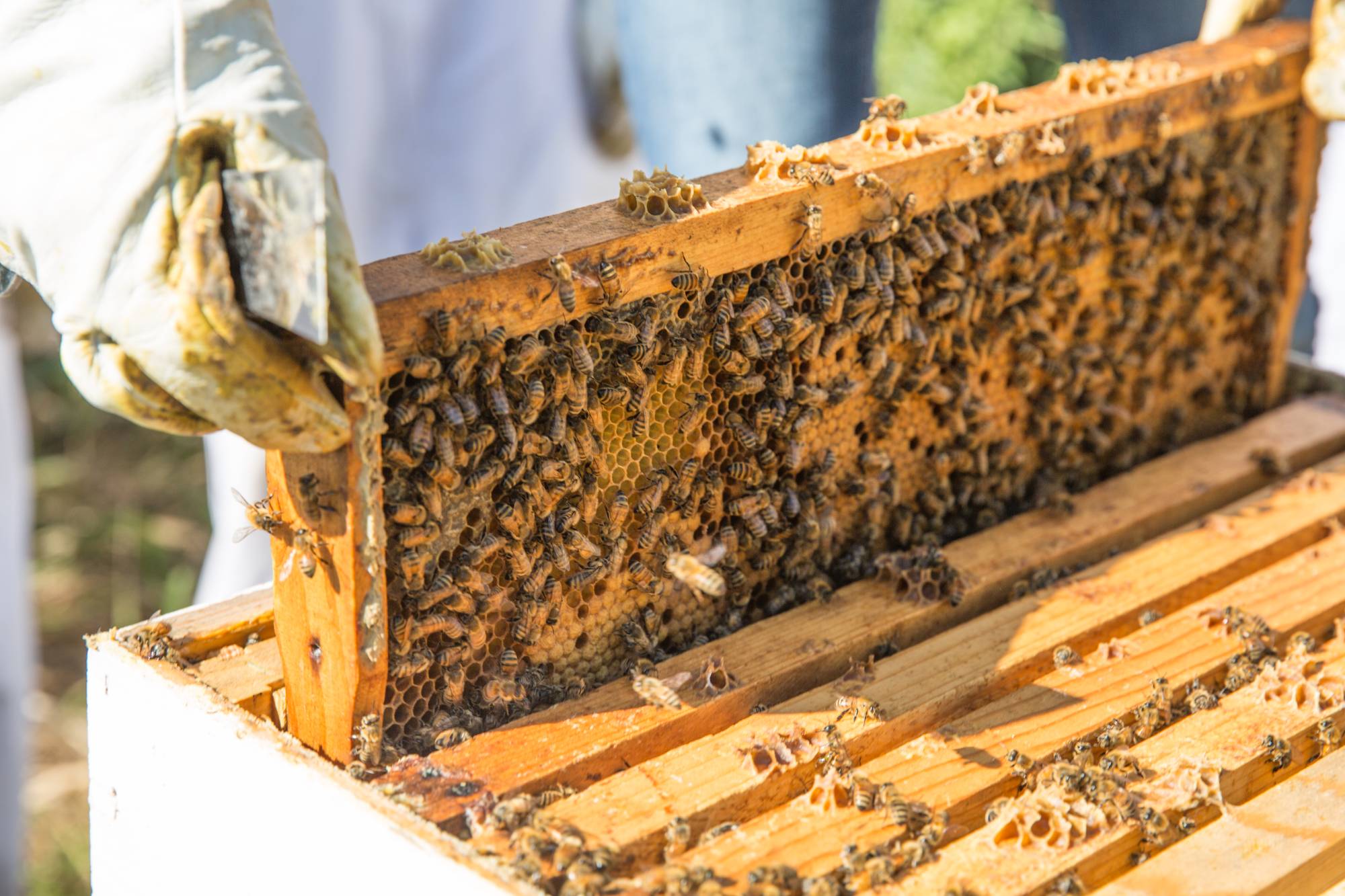 Beekeepers - Sustainable Agriculture Project - Grand Valley State